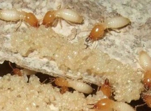 怎么有效的滅白蟻？